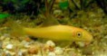 /album/importados-exoticos/algae-eater-albino-jpg/